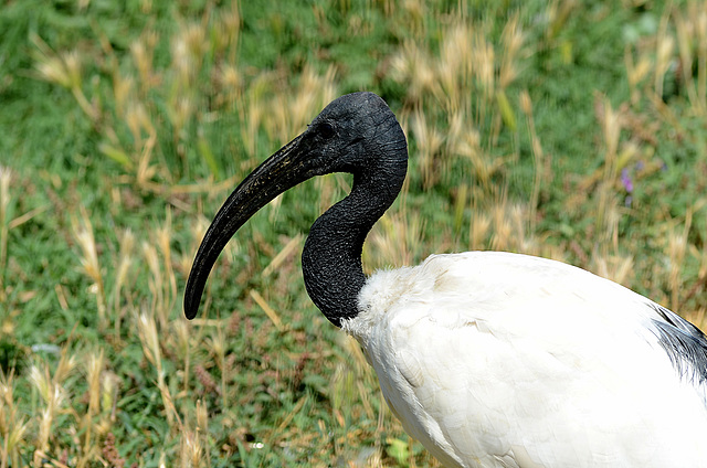 FREJUS: Zoo: Un Ibis à cou noir (Threskiornis molucca).