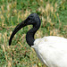 FREJUS: Zoo: Un Ibis à cou noir (Threskiornis molucca).
