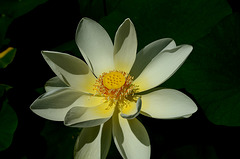 FREJUS: Zoo: Une fleur de Lotus sacré.
