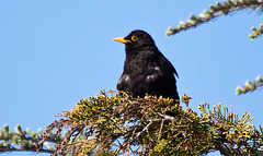 20110505 1829RTw [D~LIP] Schwarzdrossel, Bad Salzuflen