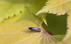 20110505 1837Mw [D~LIP] Langhornmotte (Adela reaumurella), Bad Salzuflen