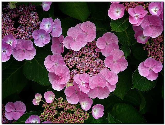 Hortensie