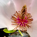BESANCON: Coeur d'une fleur de Magnolia au jardin botanique.