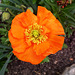 BESANCON: Une fleur de coquelicot au jardin des sens.