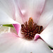 Une fleur de Magnolia.