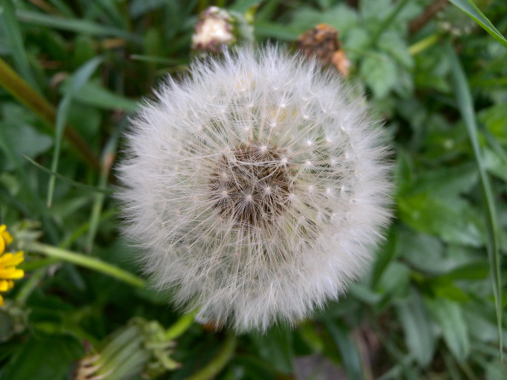 Une fleur de pissenlit.