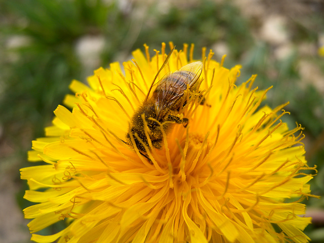 Une abeille sur une fleur de pissenlit.
