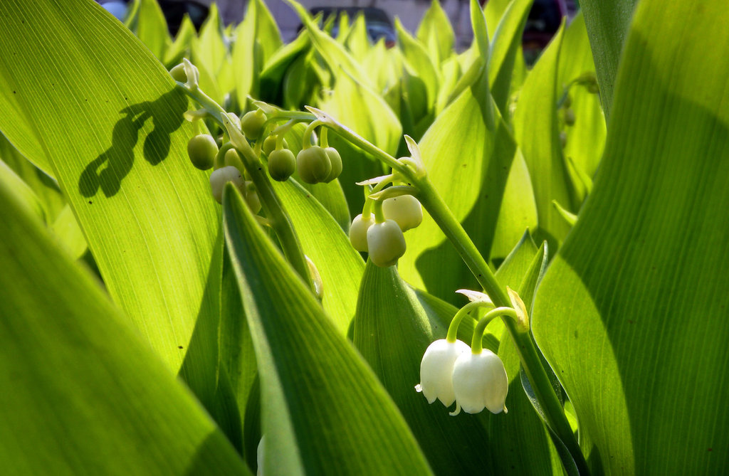 BESANCON: Un brin de muguet au jardin botanique.