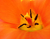 BESANCON: Une tulipe au jardin botanique.
