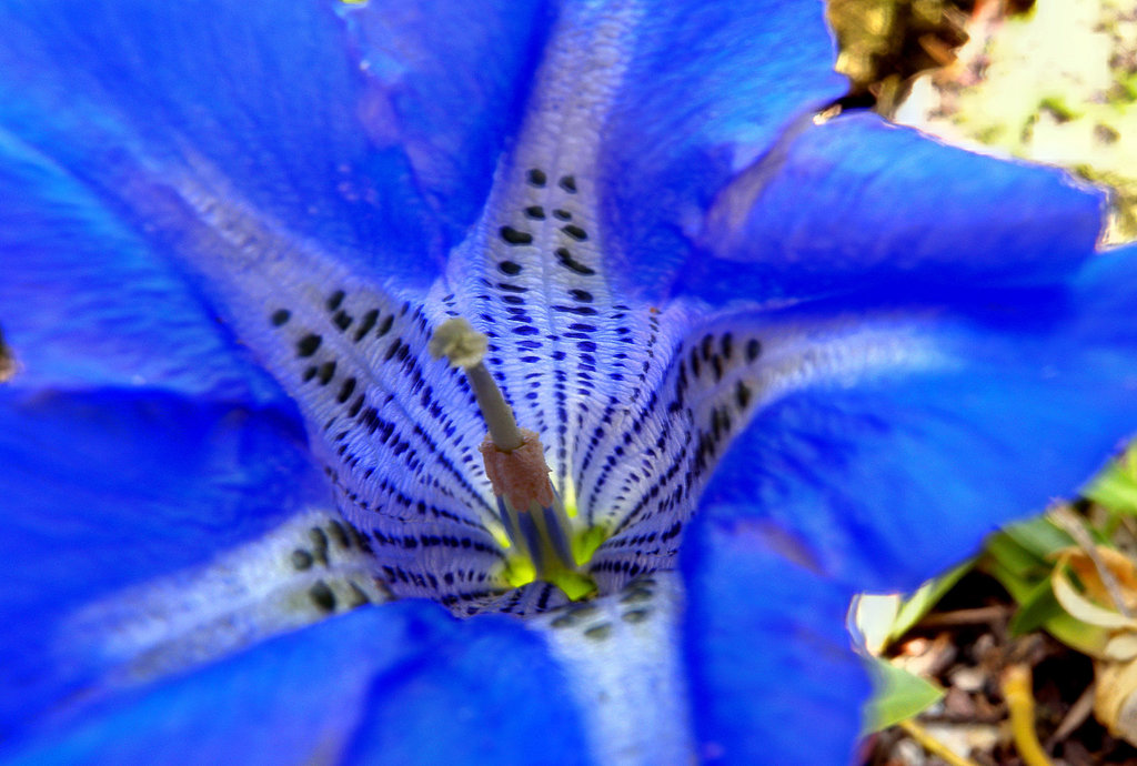 BESANCON: Une fleur de gentiane au jardin botanique.