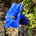 BESANCON: Une gentiane bleu au jardin botanique.