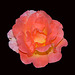 BESANCON: Une rose"Belle Vaudoise" au parc Micaud.