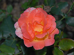 BESANCON: Une rose"Belle Vaudoise" au parc Micaud.