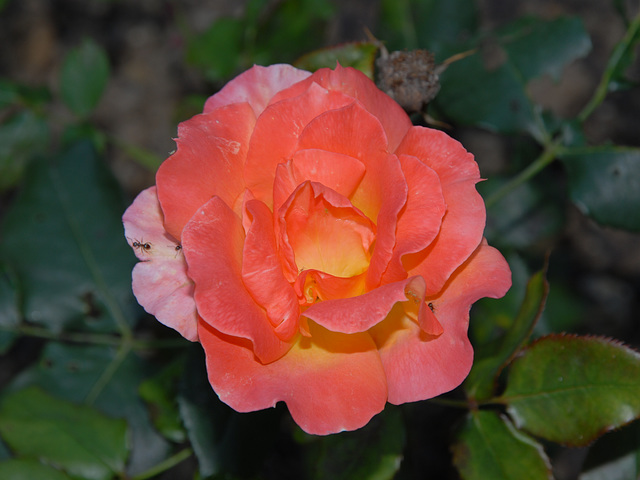 BESANCON: Une rose"Belle Vaudoise" au parc Micaud.