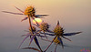 DSCF2741