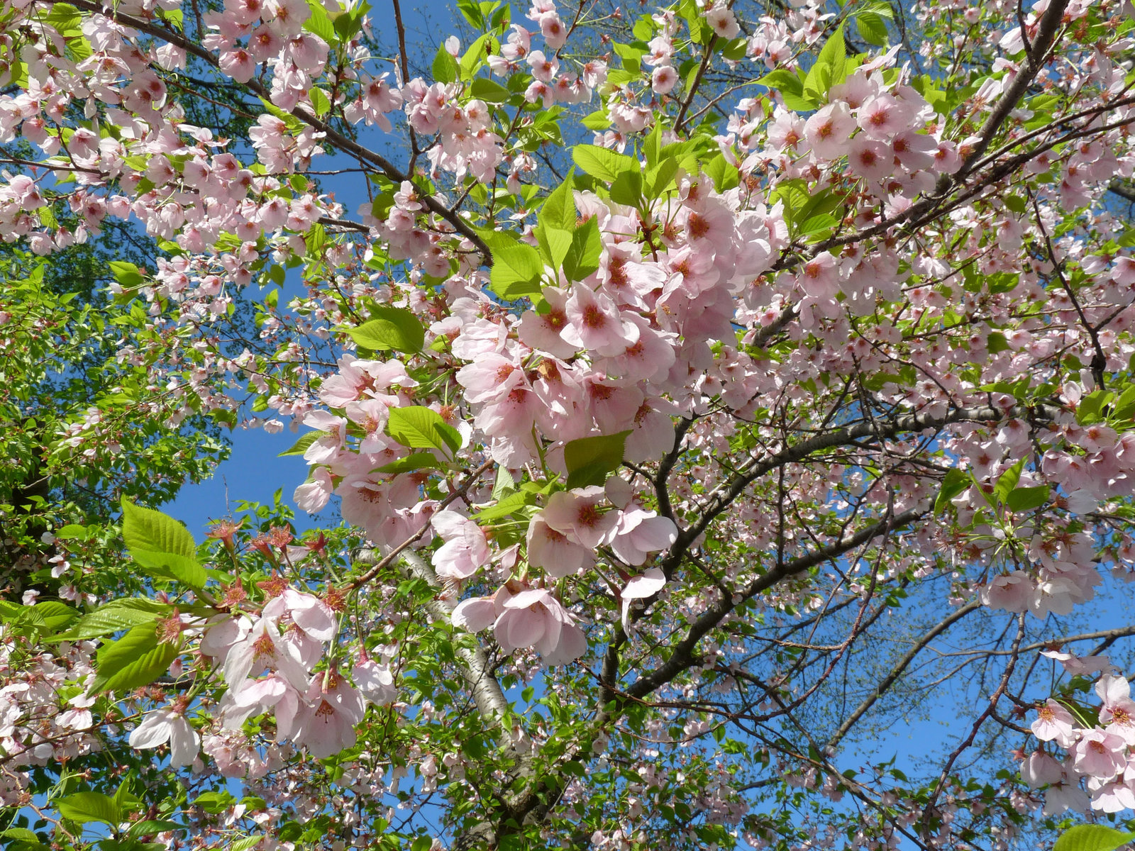 cherry blossoms at the Tidal Basin