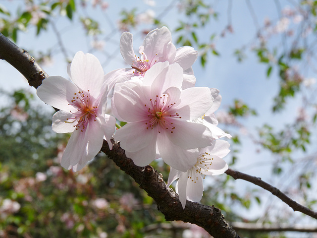 cherry blossoms