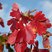 BESANCON: Couleur d'automne.