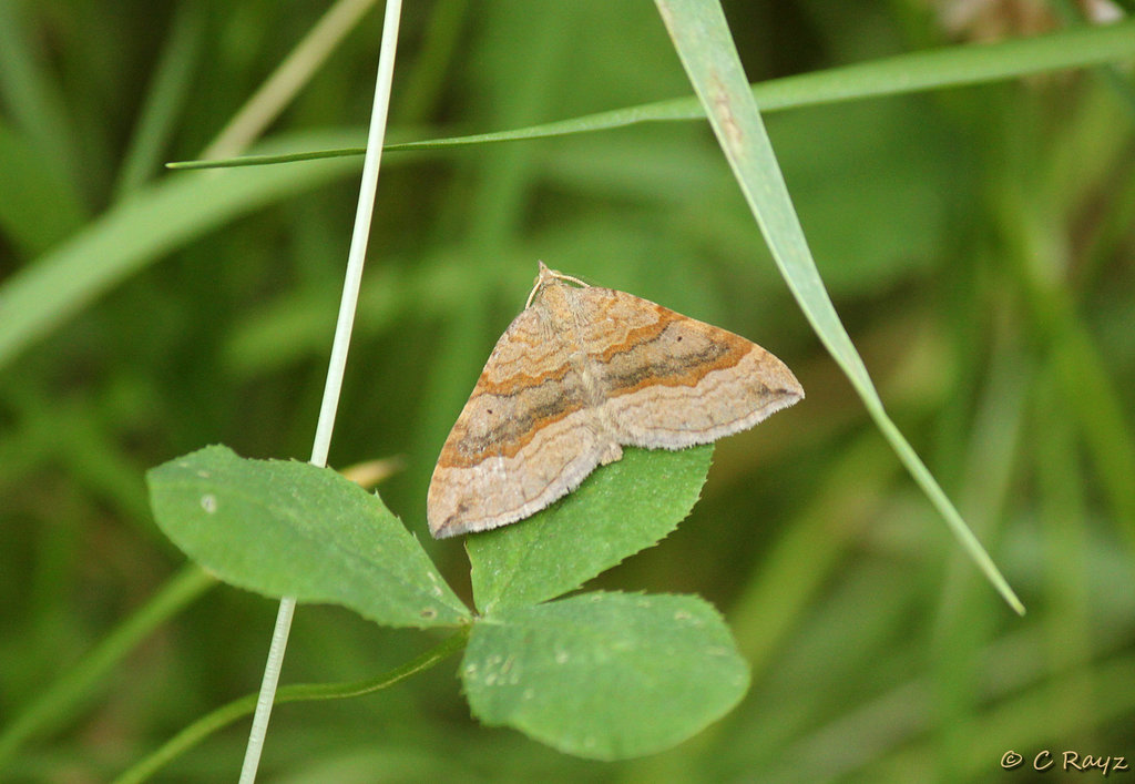 Shaded Broad-bar