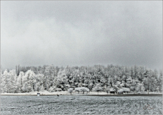 schneientägig/Snowday/ಹಿಮ ದಿನ