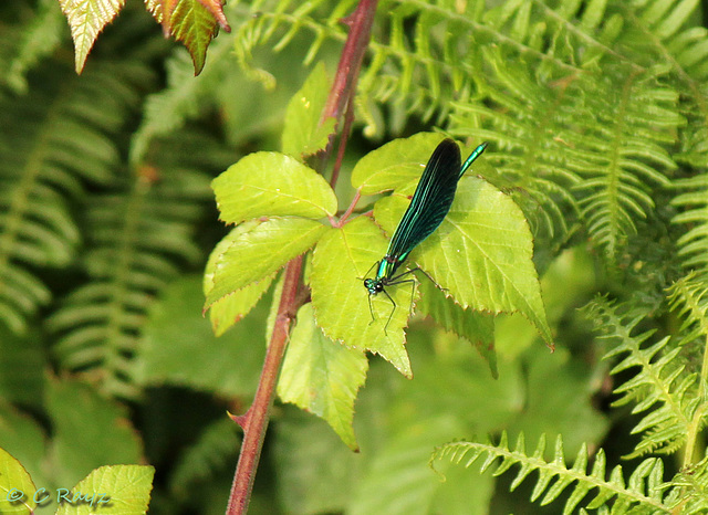 Beautiful Demoiselle