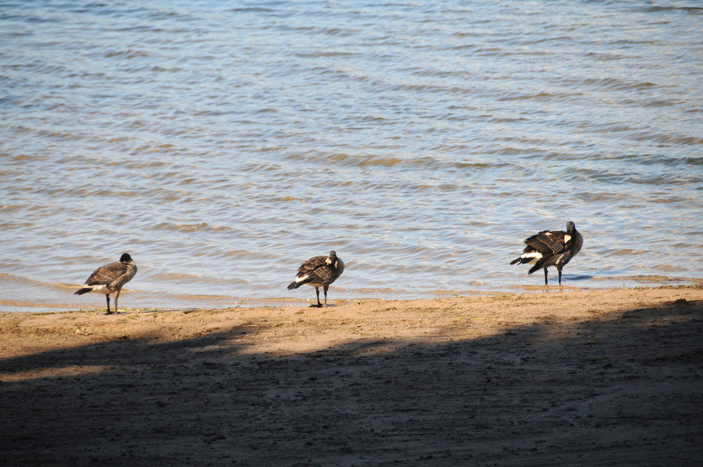 Canada Geese