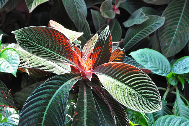 NICE: Parc Phoenix: Contre-jour d'une plante.