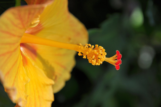 NICE: Parc Phoenix: Une fleur d'hibiscus.