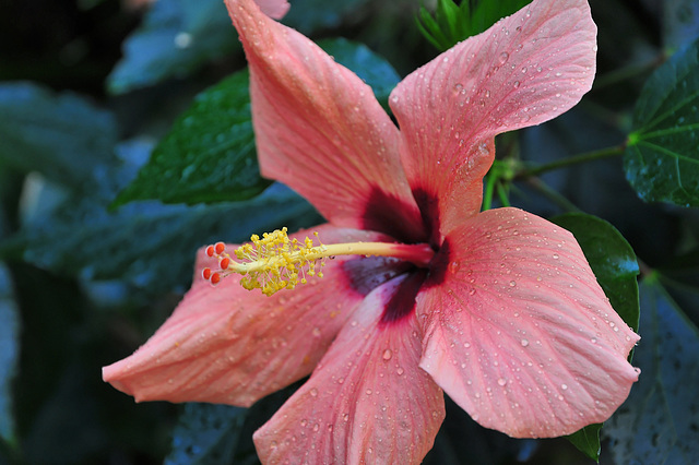 NICE: Parc Phoenix: Une fleur d'hibiscus.