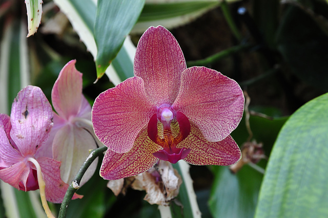 NICE: Parc Phoenix: Une fleur d'orchidée.