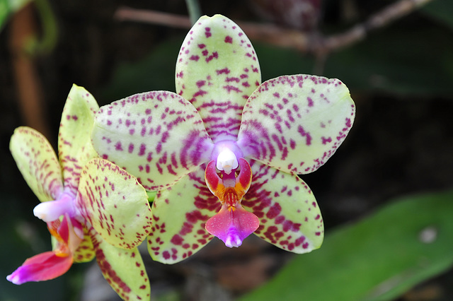 NICE: Parc Phoenix: Une fleur d'orchidée.