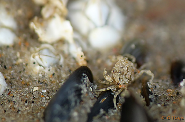 Tiny Baby Crab