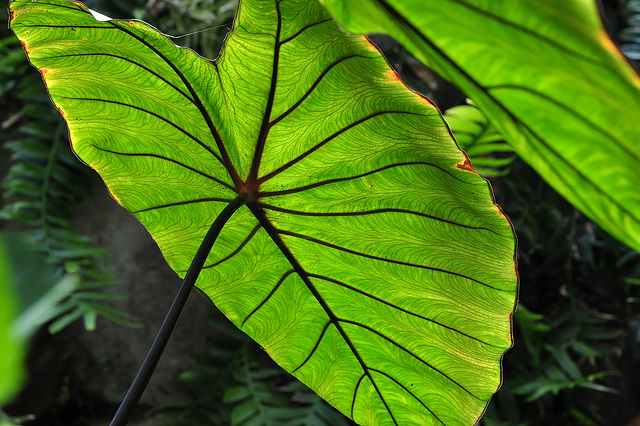 NICE: Parc Phoenix: Nervure d'une feuille.