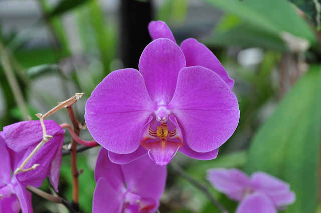 NICE: Parc Phoenix: Une fleur d'orchidée.