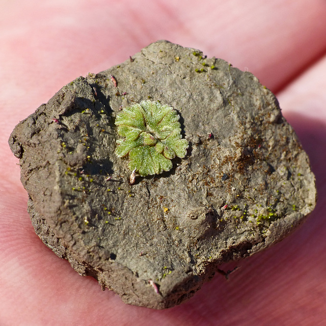 Riccia cavernosa Liverwort, S1