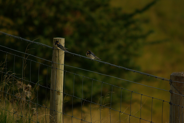 Swallows at Dove Stone Reservoir