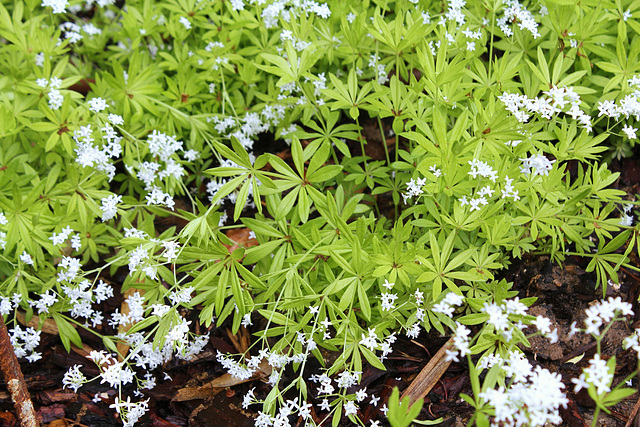 Galium odoratum aureum--Le Jardin de l'ivresse - Jardin 10