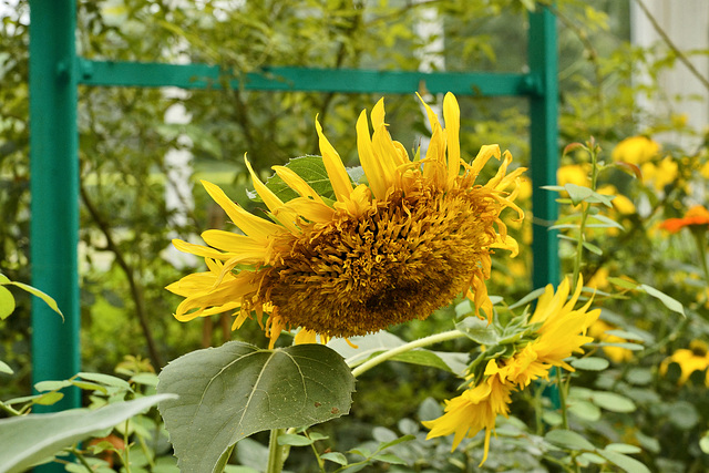 Sunny Side Down – New York Botanical Garden, New York, New York