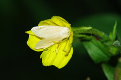 Evening Primrose Flower and Moth