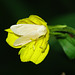 Evening Primrose Flower and Moth
