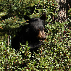 Black Bear feeding on Canada Buffaloberries