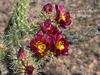 Cholla flowers