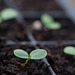 Zinnia Flower Seedlings: The Race Begins!