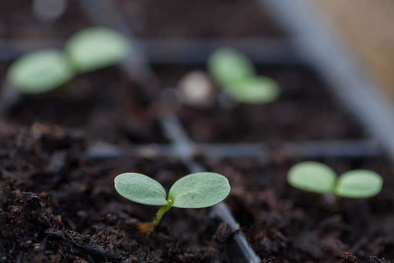 Zinnia Flower Seedlings: The Race Begins!