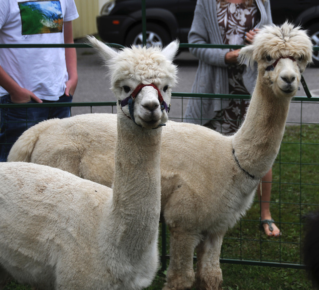 Small Alpacas