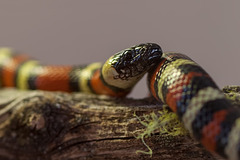 California Mountain Kingsnake: Snakey Portrait