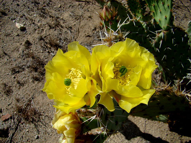 Opuntia flowers