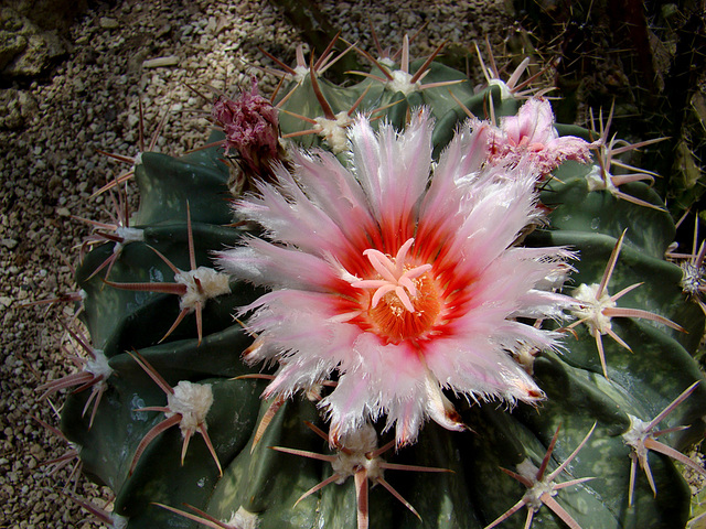 Cactus flower