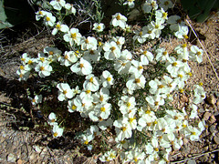 White desert flowers