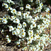 White desert flowers